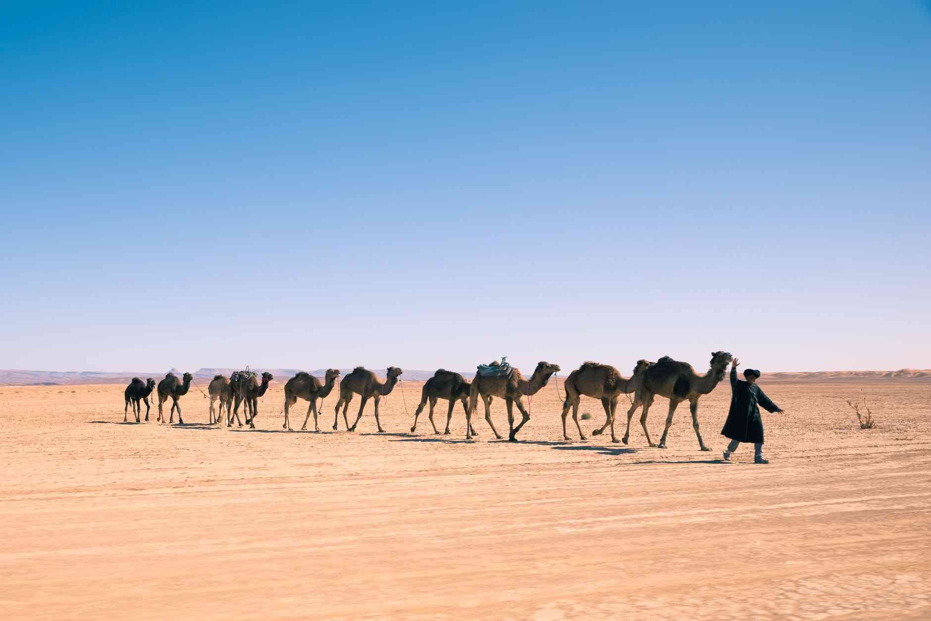 Do camels really store water in their humps?