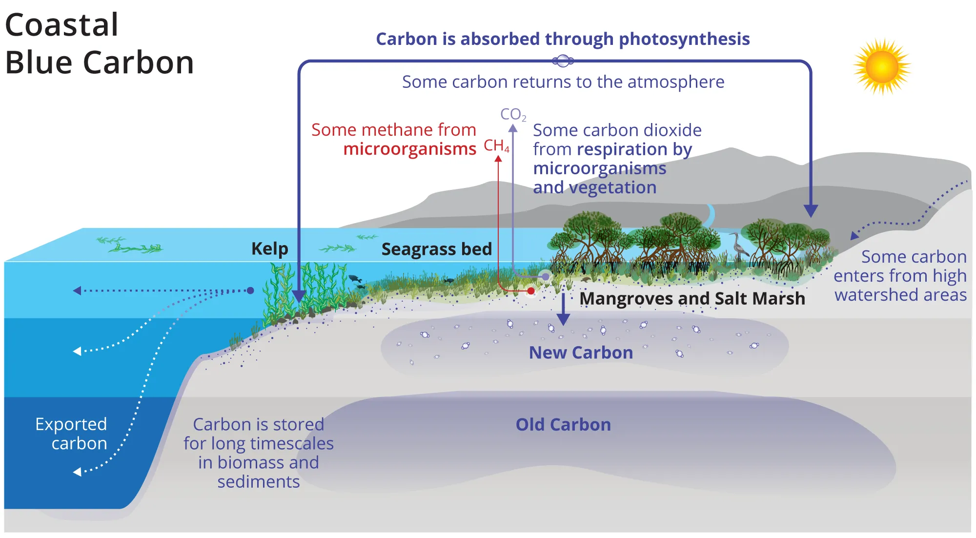 Can Blue Carbon Help Predict Climate Change Early?