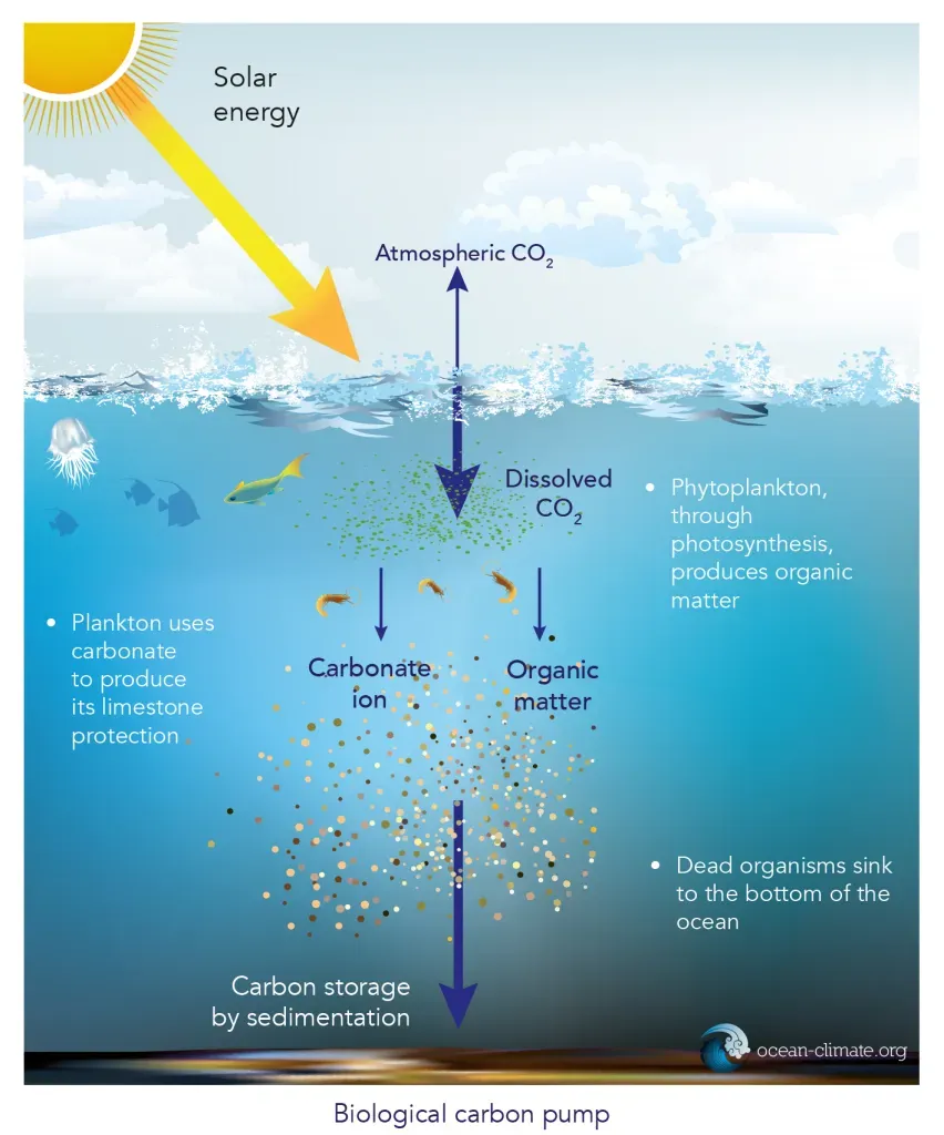 Can Blue Carbon Help Predict Climate Change Early?