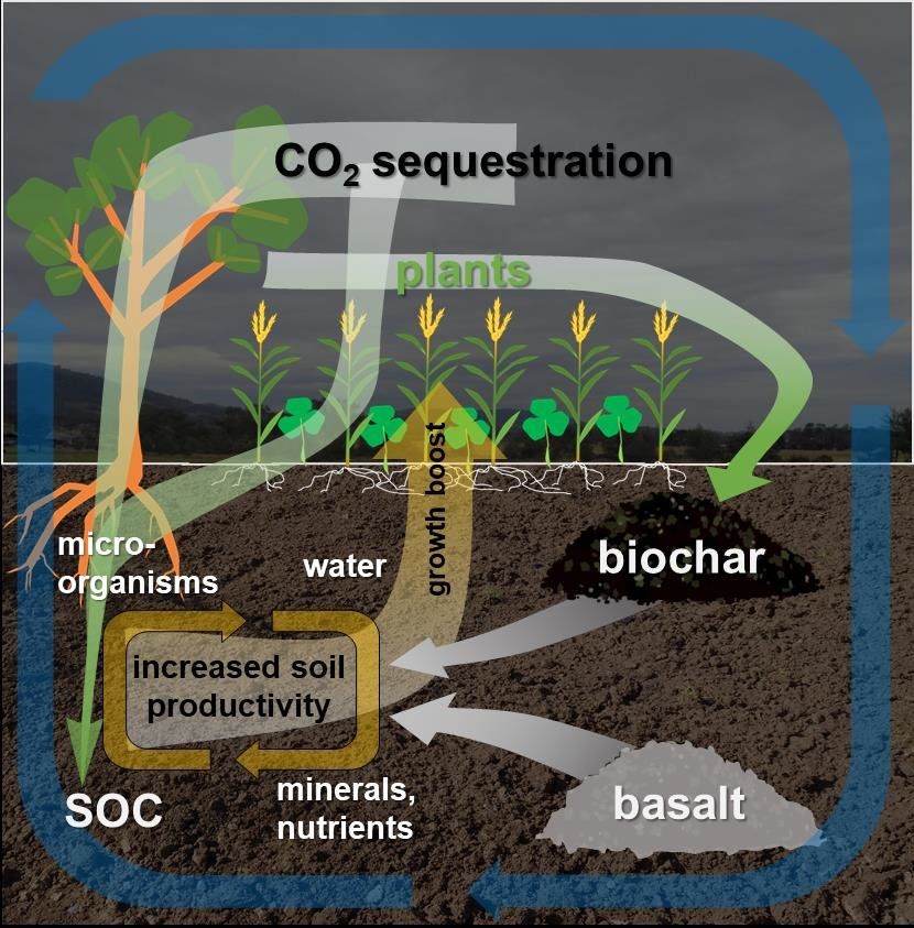 Can Blue Carbon Help Predict Climate Change Early?