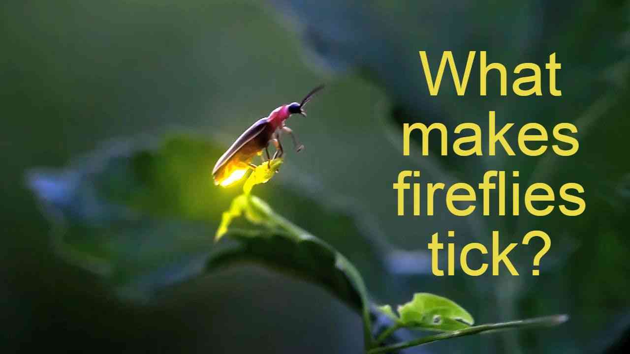 What Makes Fireflies Tick?