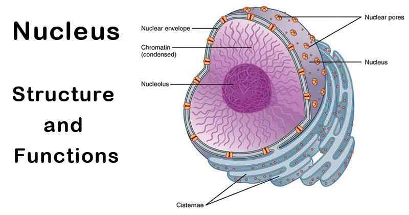 Nucleus: The Heart & Brain of a Cell