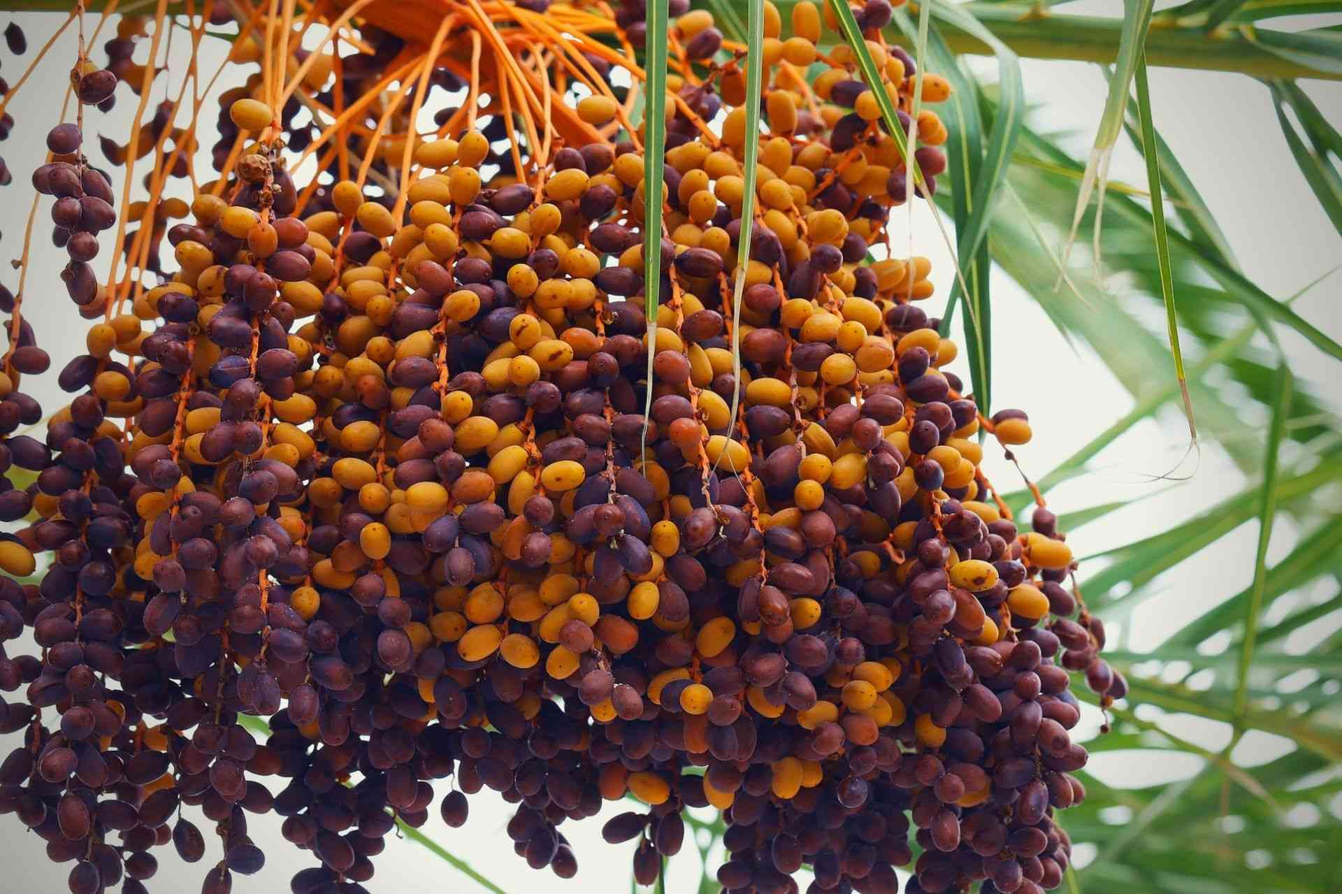 Nutrition, Benefits and Uses of Dates will surprise you