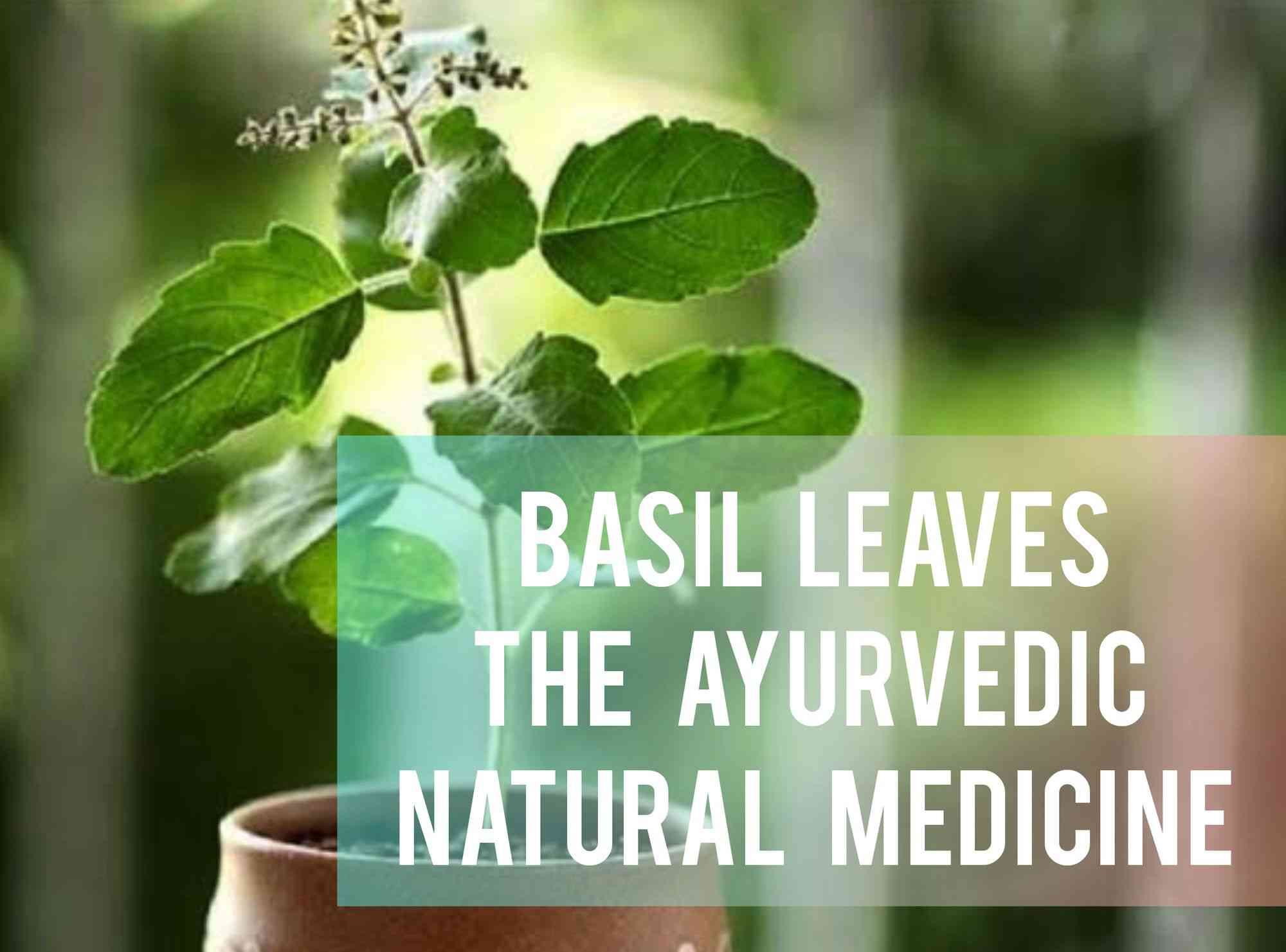 Basil Leaves: One of The Best Ayurvedic Natural Medicines