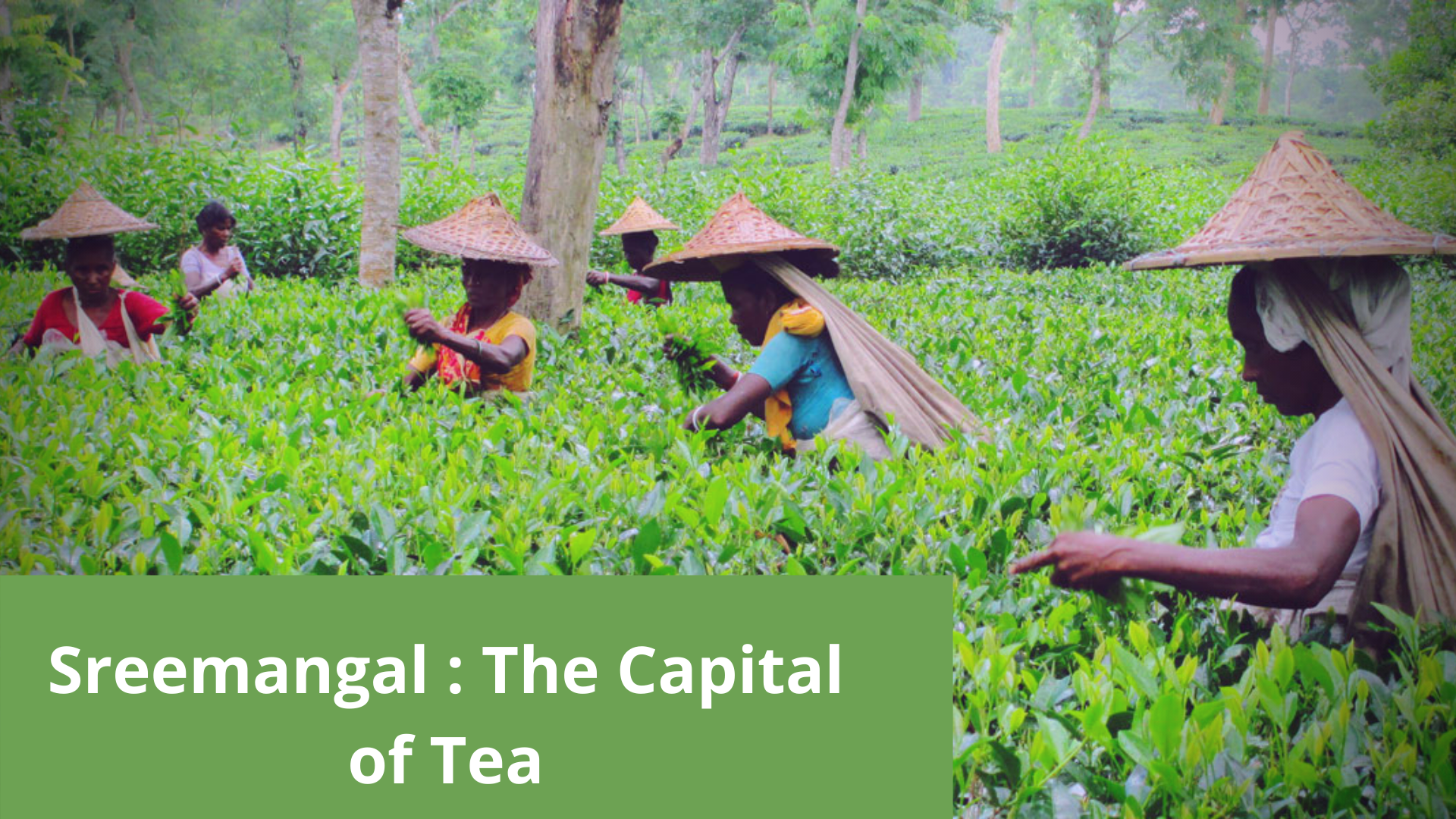 "Sreemangal": The Capital of Tea