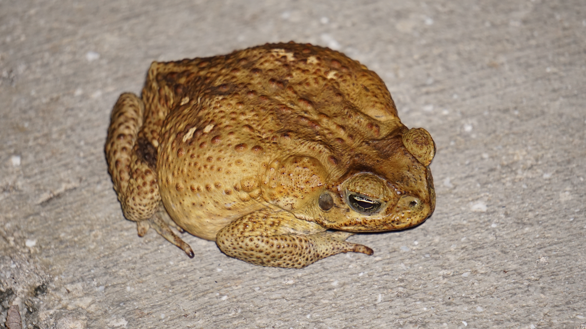 A Florida Toad