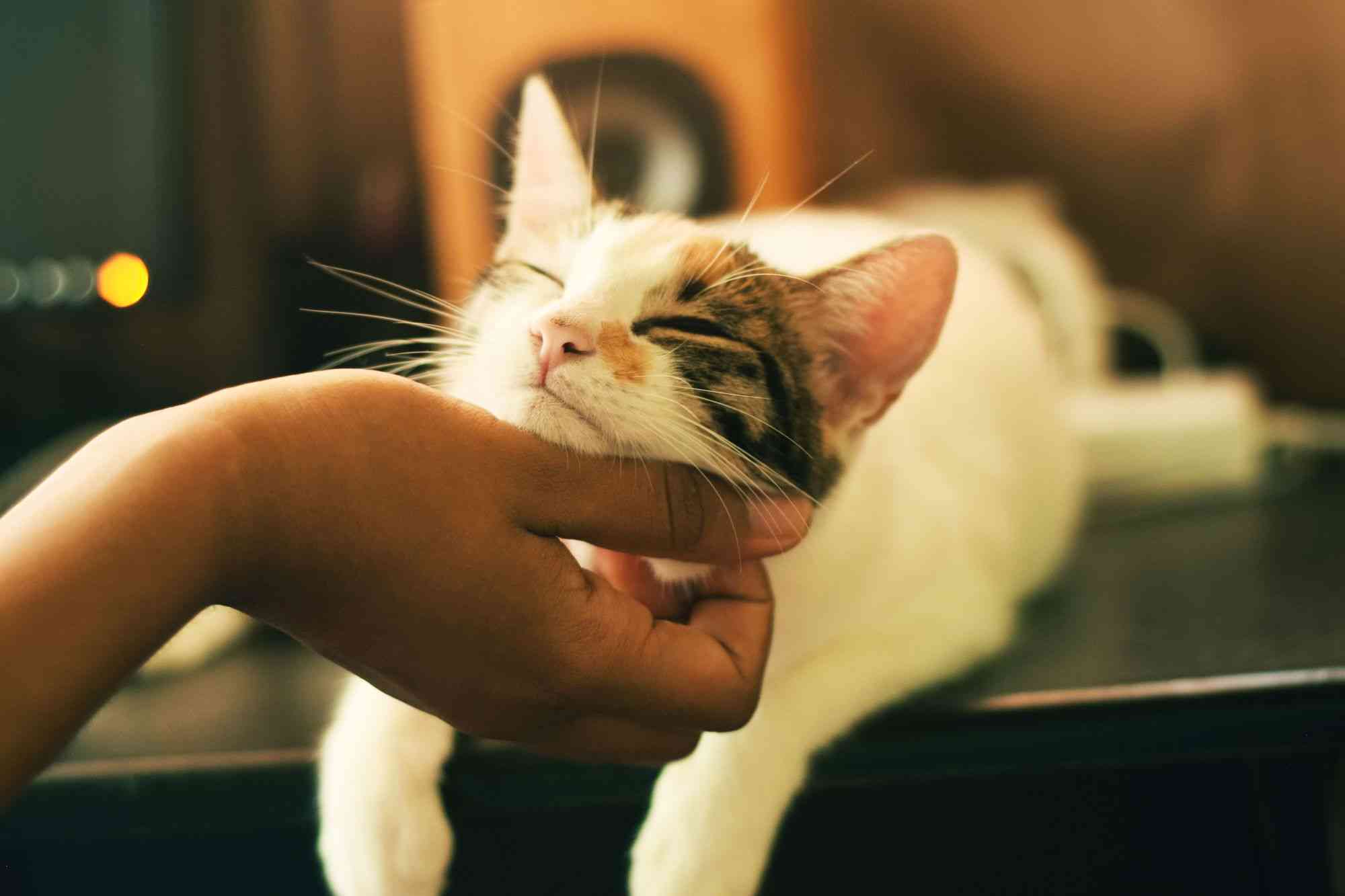 Cats and Their Purring: Benefits of Having a Cat As a Pet