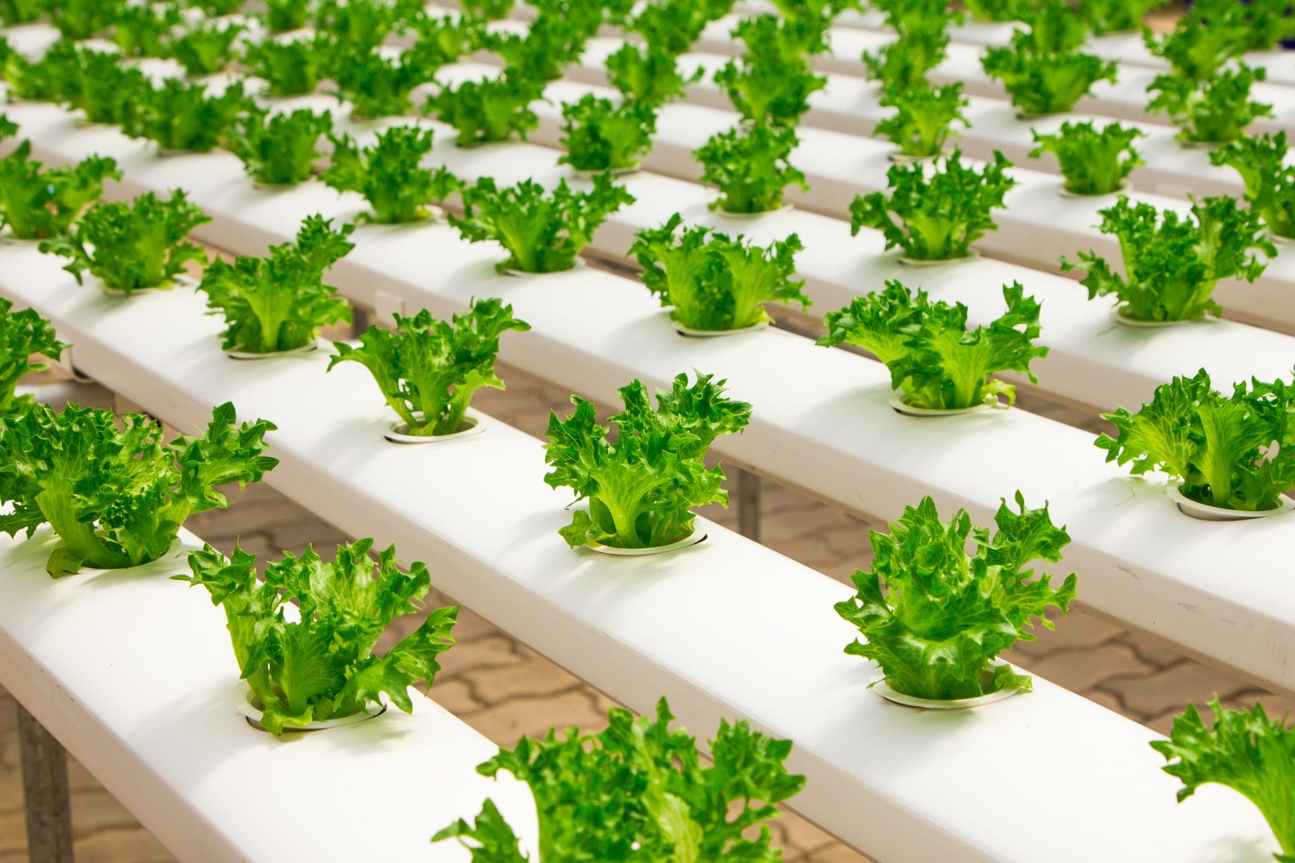 How Technology is Transforming in the Food Industry