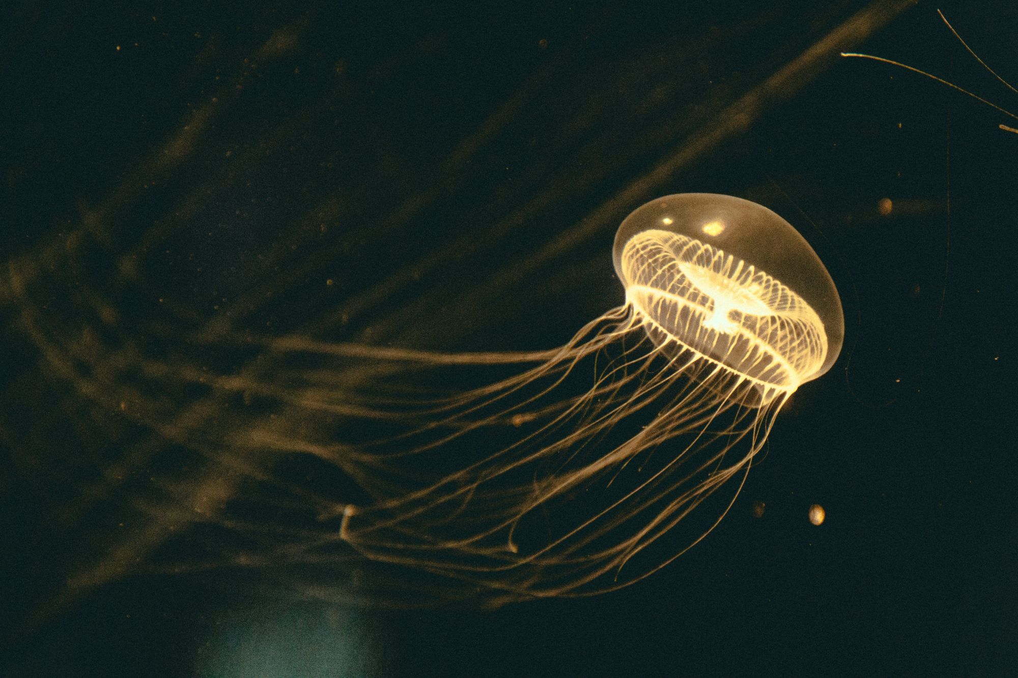 The Immortal Jellyfish