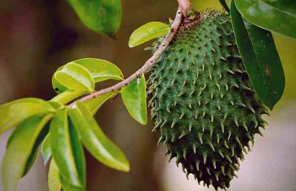 What Is Soursop (Graviola) and does it Really Help to Prevent Cancer?