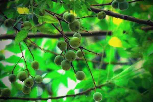 Interesting Facts of Neem Tree