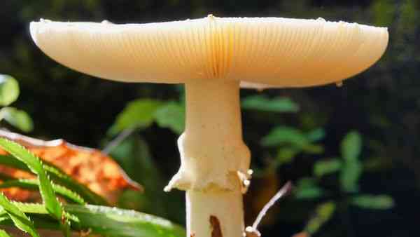 Microbial Flora: Fungi