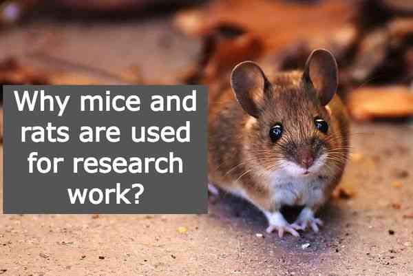 Why mice and rats are typically used for research work?