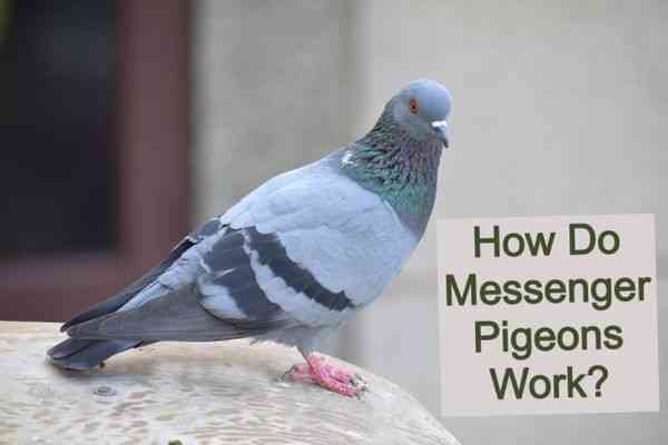 How Do Messenger Pigeons Work?