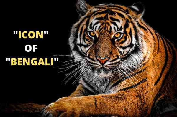 Royal Bengal Tiger: The Icon of Bengali