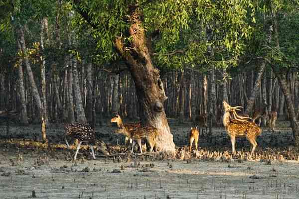 Sundarbans: The Worlds Largest Mangrove Forest