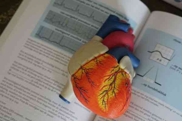 Structure and Function of Heart