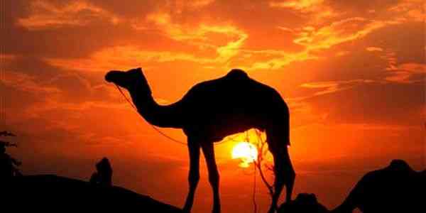 Do camels really store water in their humps?