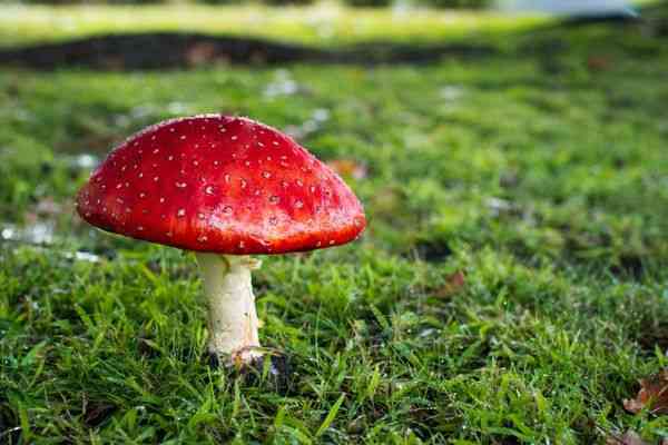 World's Most Poisonous Mushrooms